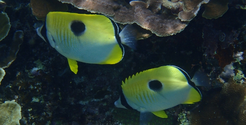 �A���c�n�C�}�[�ǁb�F�m�ǂ̗\�h�Ƒ΍�ɁI�y�t�F�����u���C��PLUS�z
���T�C�g